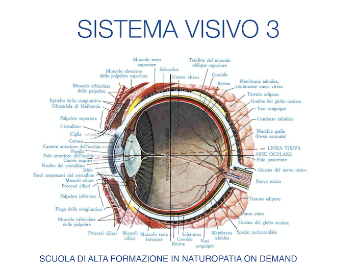 sistema visivo 3